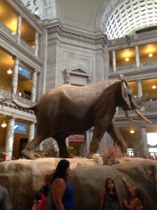 Elephant at the Smithsonian Museum