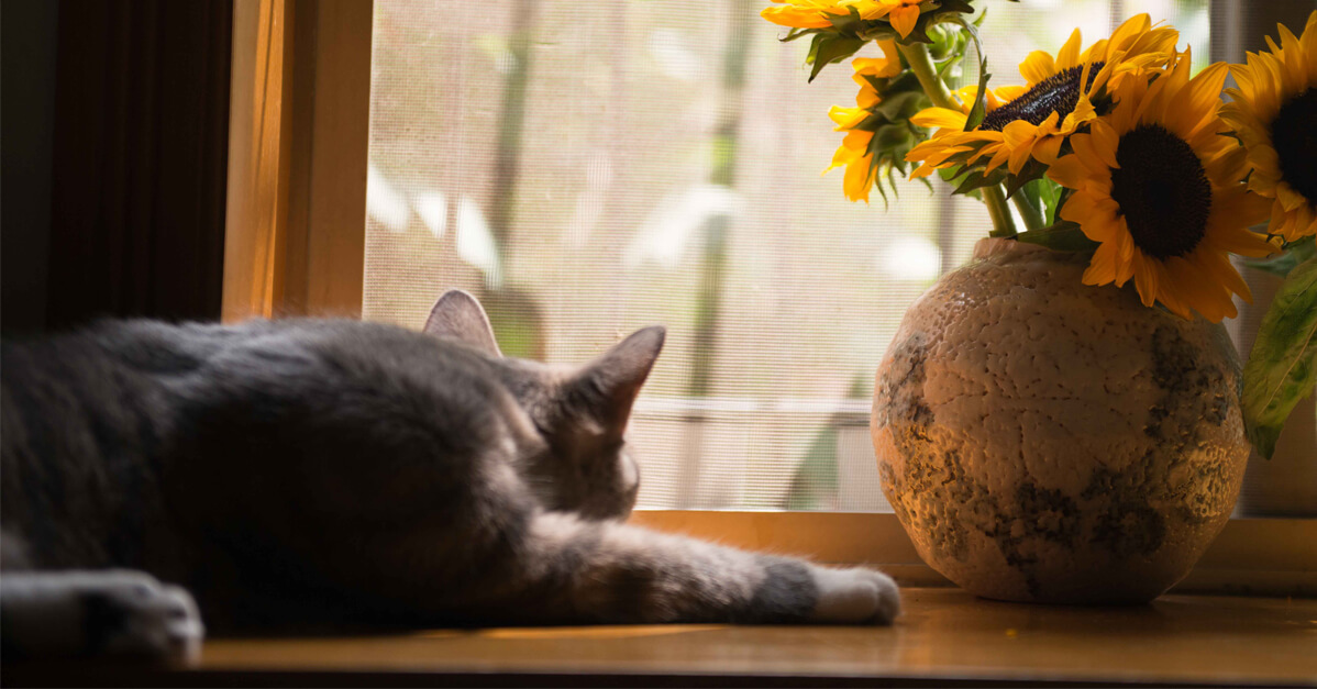 Cat Lounging by a Window