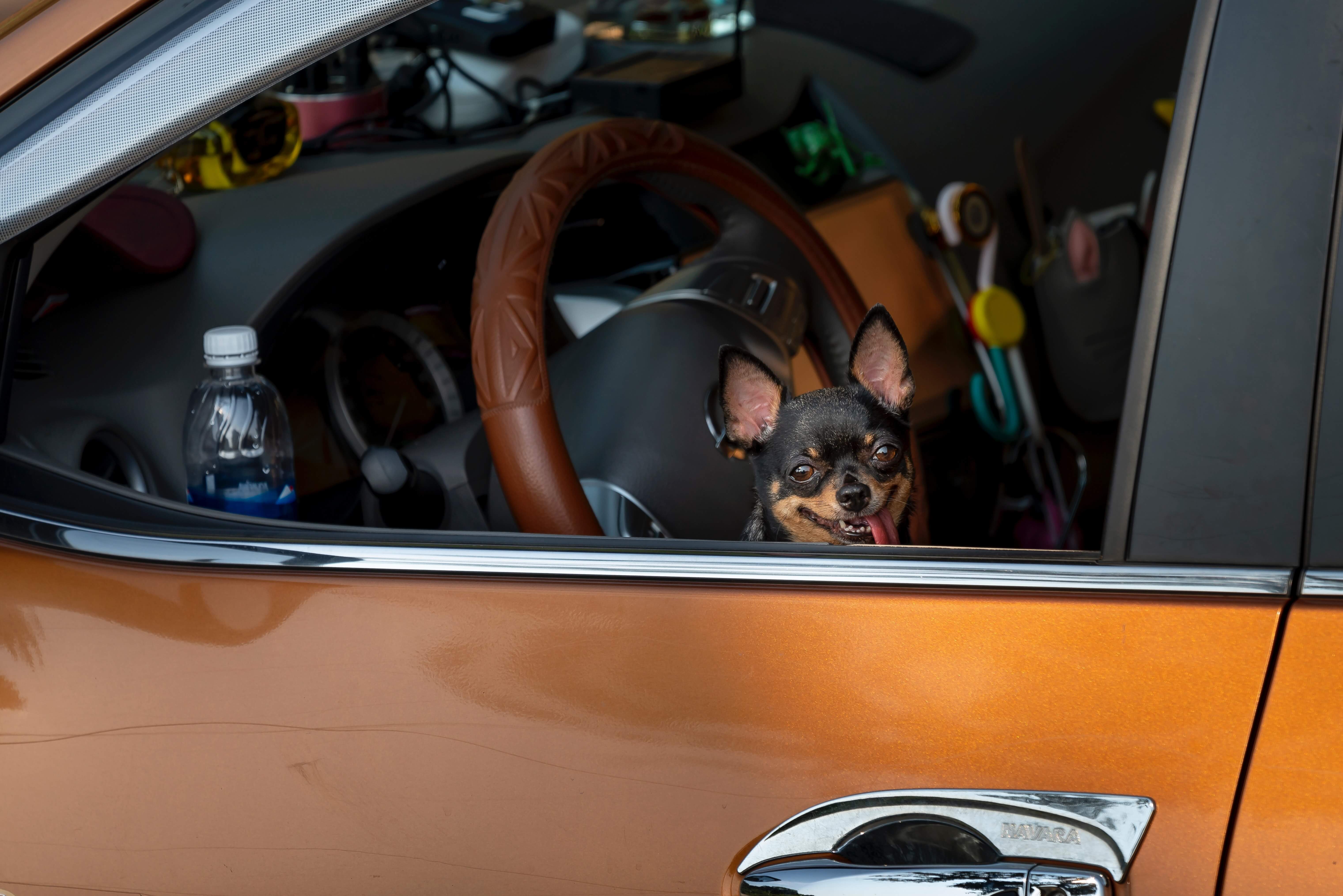 Small Dog in an Orange Car