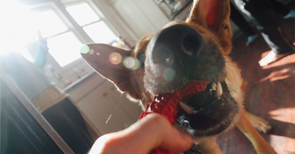 German Shepherd Playing with a Toy