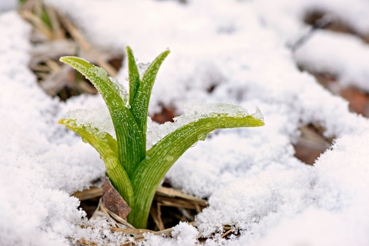 Spring Thaw